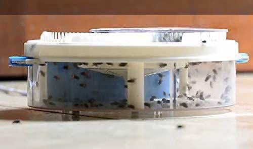 Electric Fly Trap