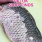 Fish Scale Remover